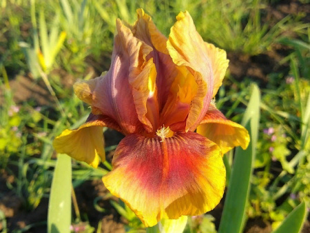 ирис апач вариор