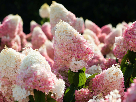 гортензия строберри блоссом