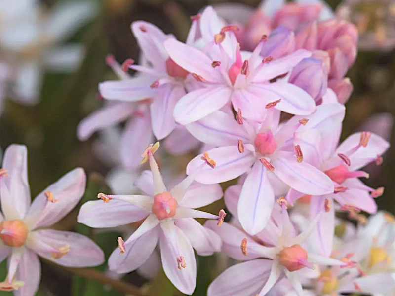 Сцилла Bifolia Rosea (Бифолия Розеа) 10шт сцилла bifolia rosea (бифолия розеа) 10шт