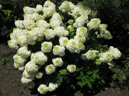 Гортензия метельчатая Сильвер Доллар1