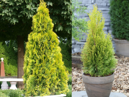  Туя Голден Смарагд 1