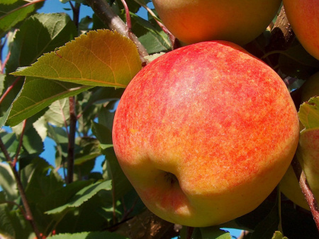 сладкая яблоня Чемпион