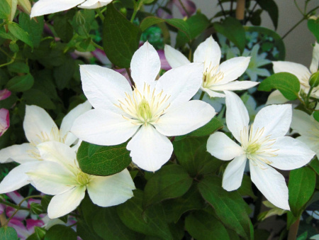 НоменклатураПрисоединенныеФайлы