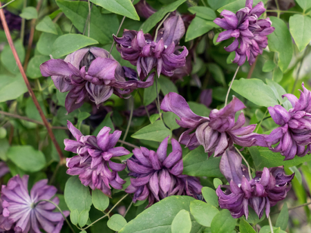 НоменклатураПрисоединенныеФайлы