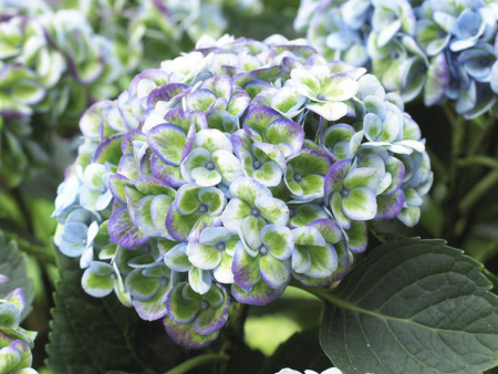 гортензия Magical Revolution