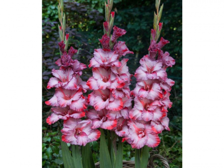 НоменклатураПрисоединенныеФайлы