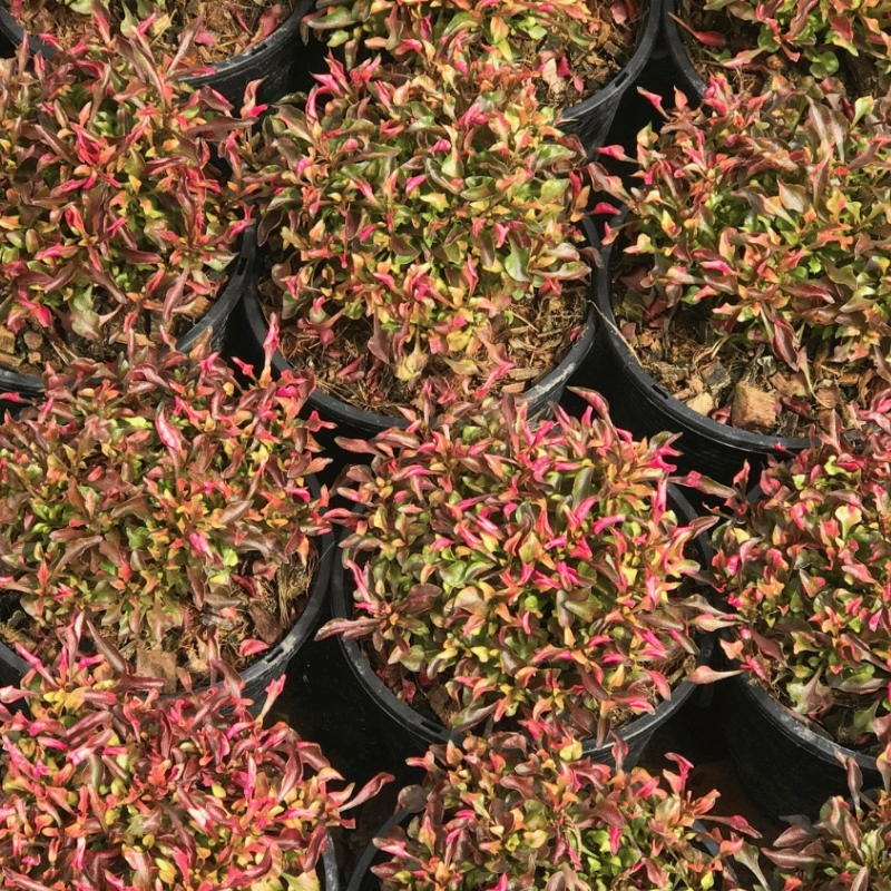 Альтернатера Беттцика фото и описание