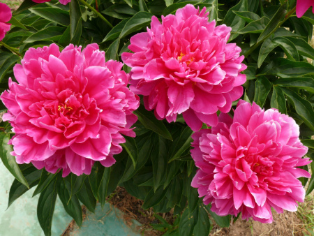 пион розовый