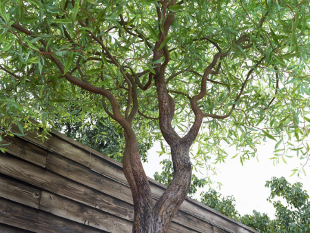 Ива Матсудна Эритрофлексуоза  2