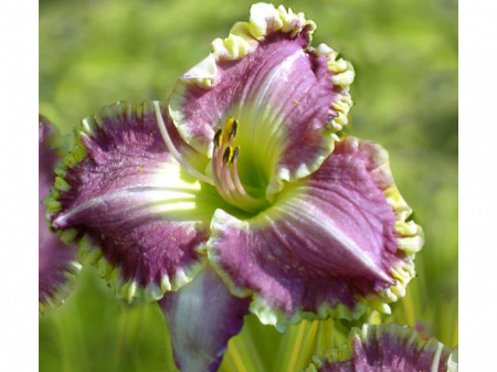 НоменклатураПрисоединенныеФайлы