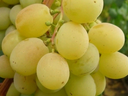 гурман изящ 2