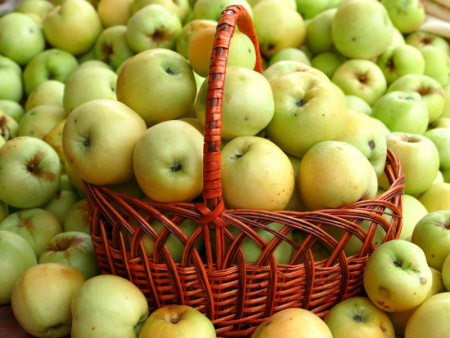 саженцы яблони Антоновка