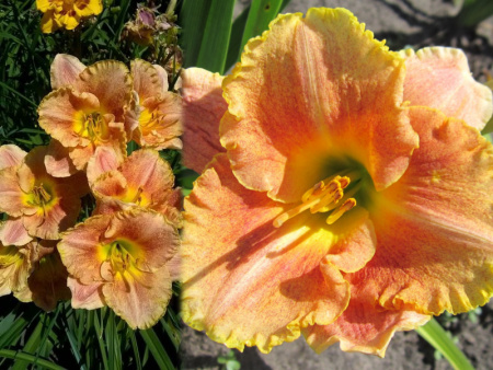 НоменклатураПрисоединенныеФайлы