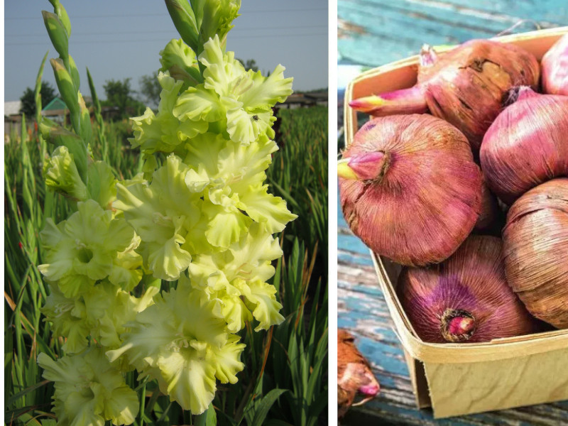 Гладиолус Тула 5шт гладиолус тула 5шт