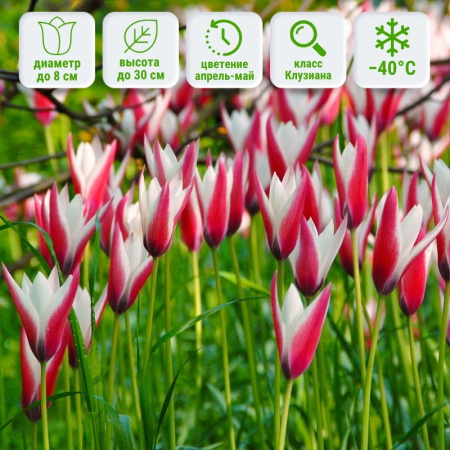 Тюльпан Пепперминт Стик