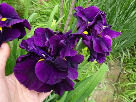 ирис Эйлинс Дрим