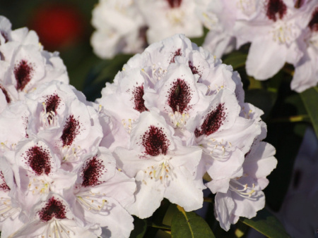 рододендрон кальсап