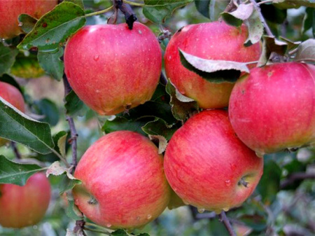 НоменклатураПрисоединенныеФайлы