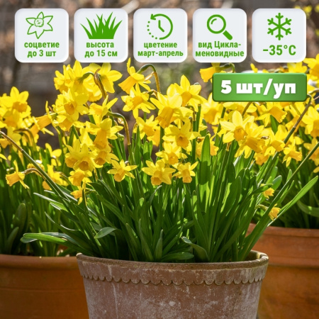 Нарцисс Тет-а-Тет