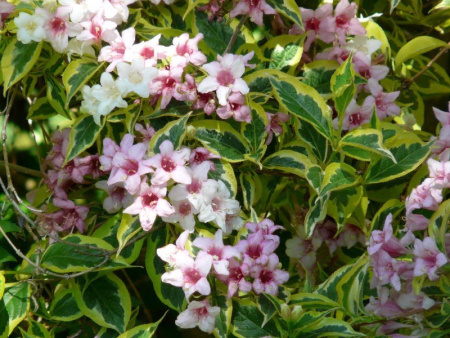 Вейгела цветущая Нана Вариегата