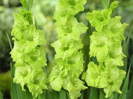 гладиолус Грин Стар