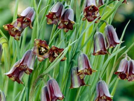 Рябчик Элвиса