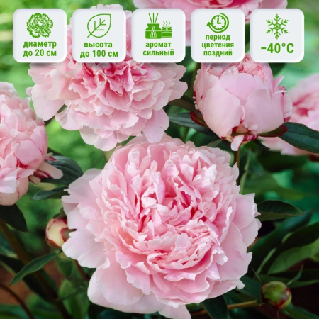 Сара Бернар