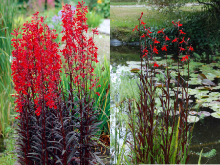 Лобелия Квин Виктория