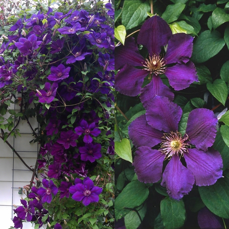 Клематис Джипси Квин фото