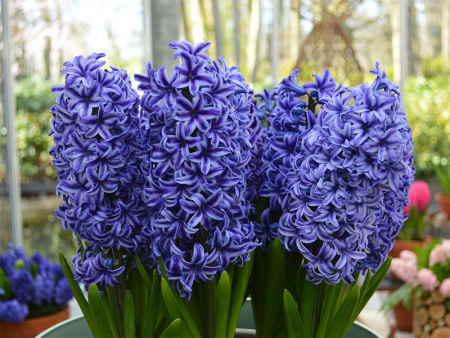 блю джекет 2