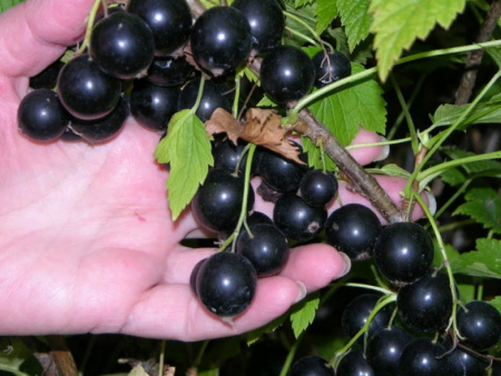 смородина черная Орловский вальс