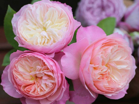 НоменклатураПрисоединенныеФайлы