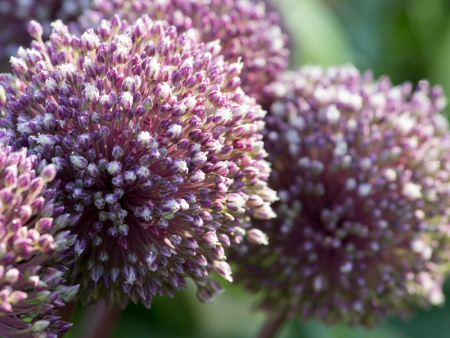 аллиум саммер драмер