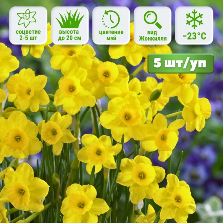 Нарцисс Мор энд Мор