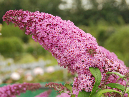 Буддлея Давида Пинк Пантер Буддлея Давида Пинк Пантер