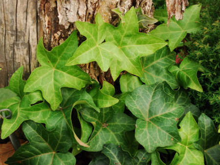 плющ обыкновенный плющ обыкновенный