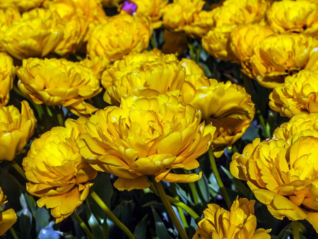 тюльпан монте пион