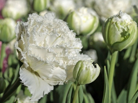 тюльпан сноу кристал