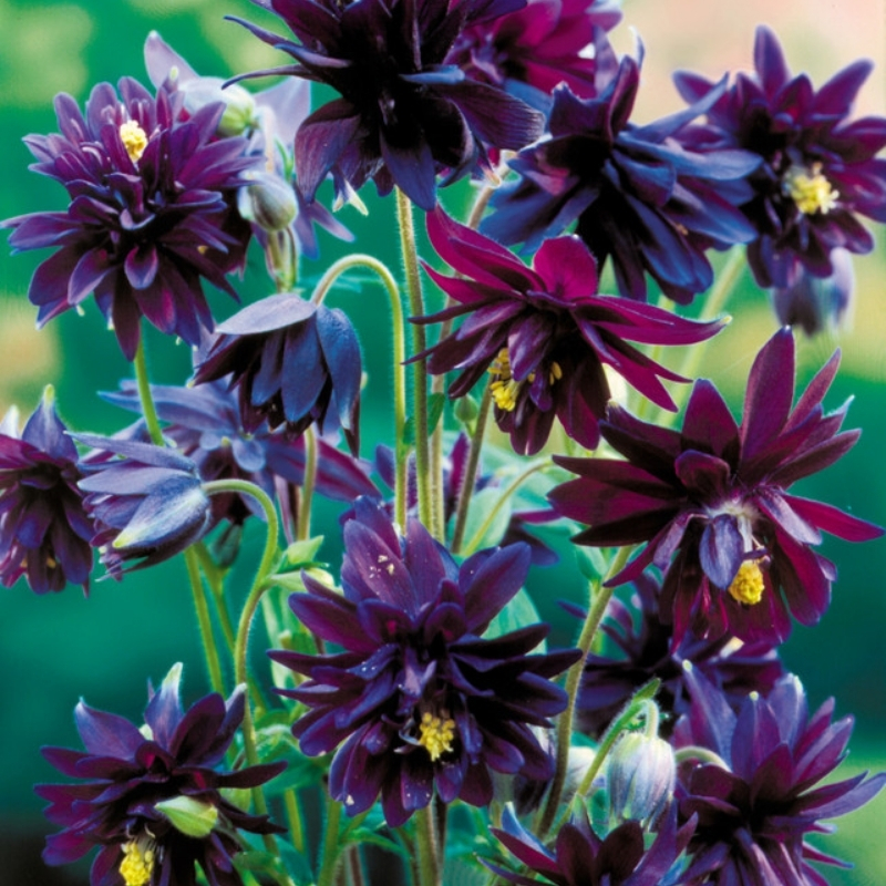 аквилегия блек барлоу