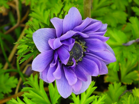 анемона Лорд Лейтенант