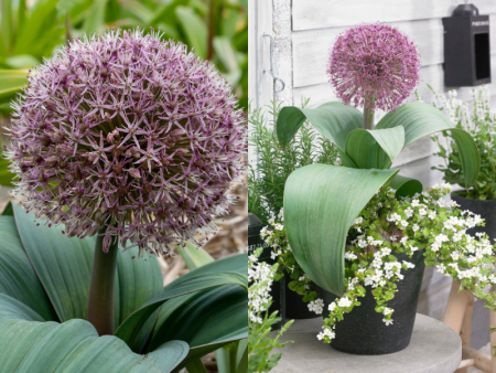 лук ред джиант1