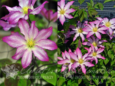 Фрау Сюзан1 с