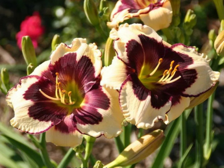 НоменклатураПрисоединенныеФайлы