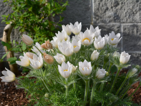 НоменклатураПрисоединенныеФайлы