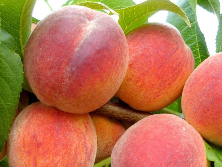 персик Золотая Москва