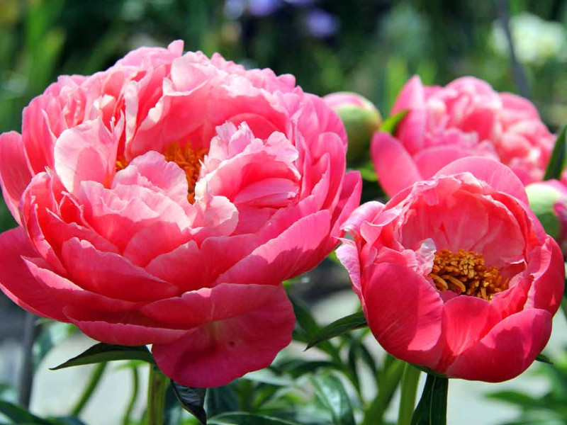 Пион Пинк Хавайан Корал пион пинк хавайан корал