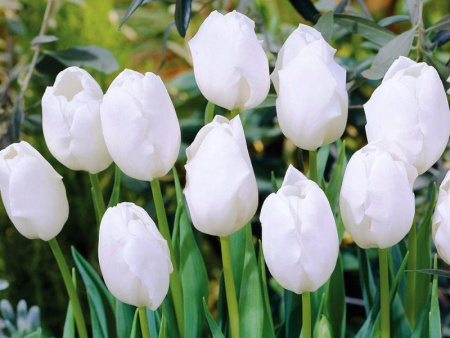 тюльпан болроял Сильвер