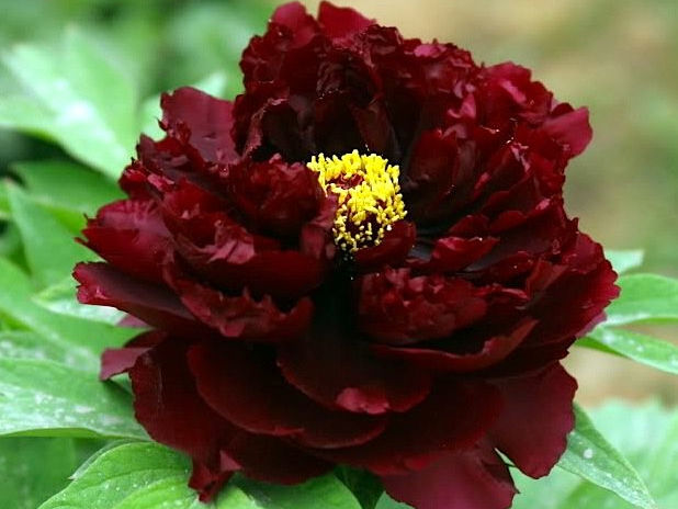 Пион Black Beauty (Блек Бьюти) пион black beauty (блек бьюти)