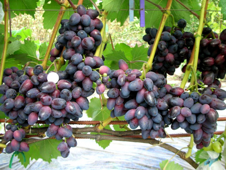 sort-vinograda-krasotka-1 sort-vinograda-krasotka-1