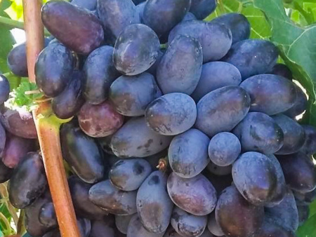 виноград Полковник